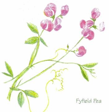 Fyfield Pea drawing